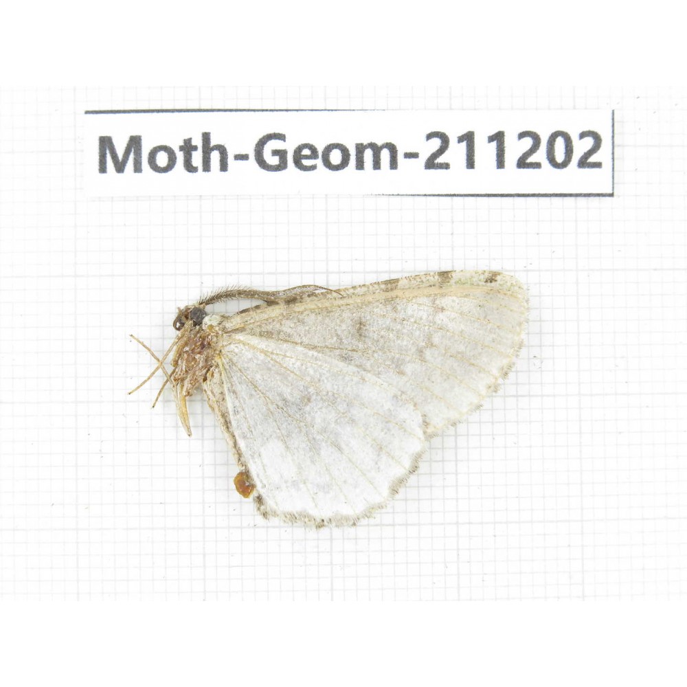 Geometridae sp. China, Sichuan, Batang county. 1Pcs. Moth-Geom-211202.