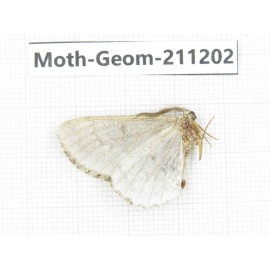 Geometridae sp. China, Sichuan, Batang county. 1Pcs. Moth-Geom-211202.