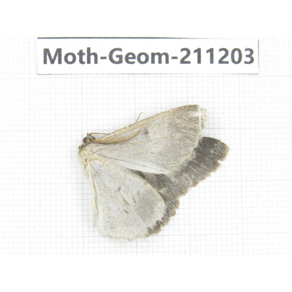 Geometridae sp. China, Sichuan, Batang county. 1Pcs. Moth-Geom-211203.