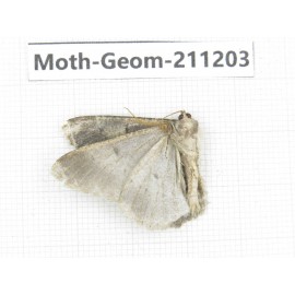 Geometridae sp. China, Sichuan, Batang county. 1Pcs. Moth-Geom-211203.
