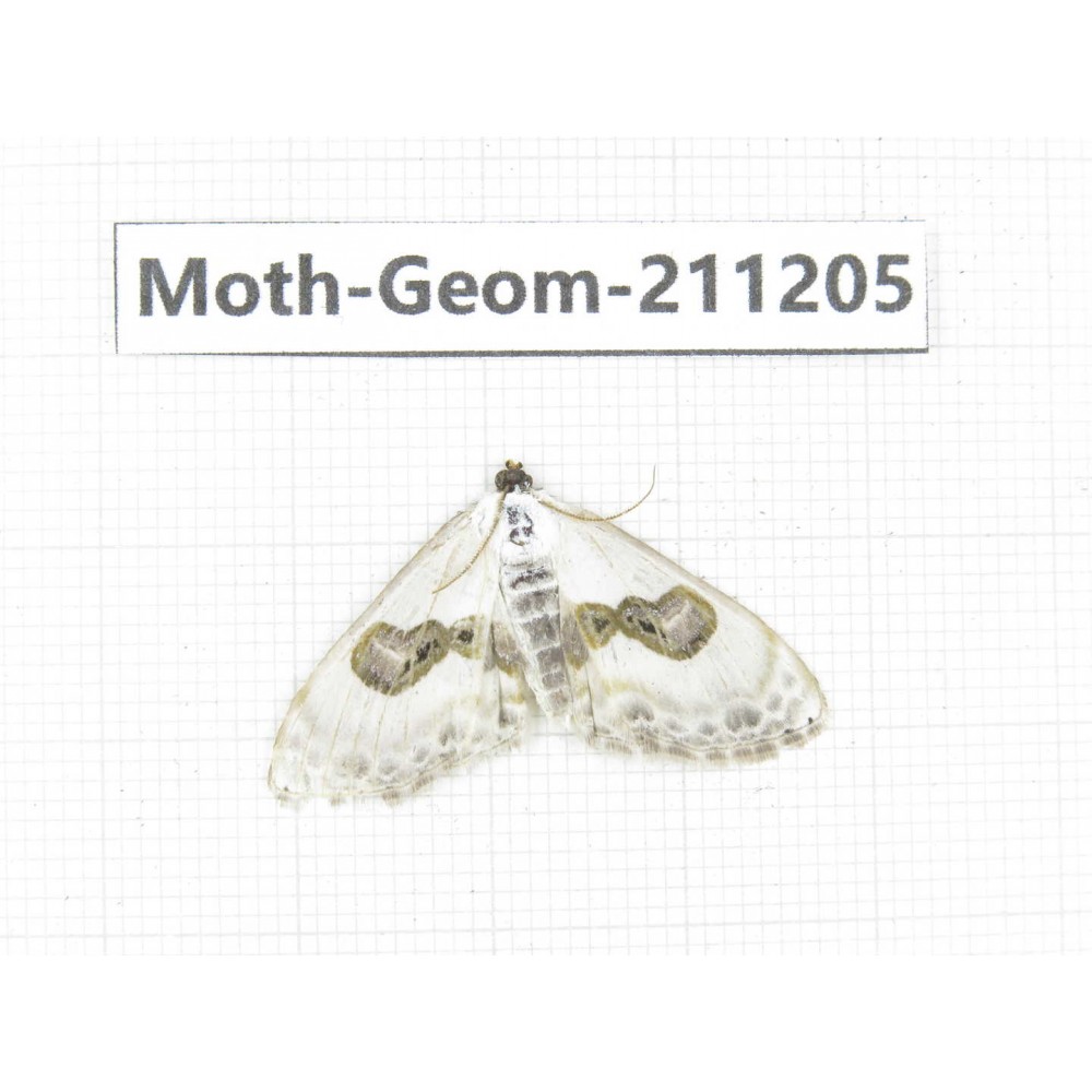Geometridae sp. China, Sichuan, Batang county. 1Pcs. Moth-Geom-211205.