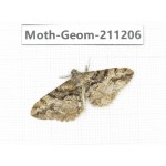 Geometridae sp. China, Sichuan, Batang county. 1Pcs. Moth-Geom-211206.