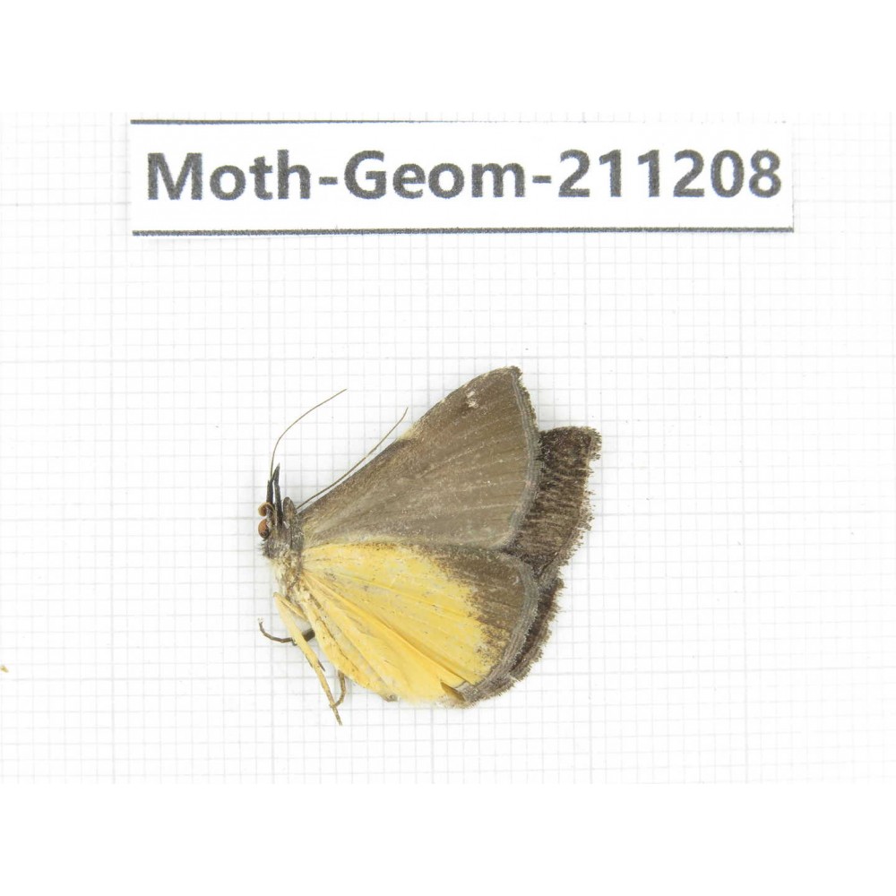 Geometridae sp. China, Sichuan, Batang county. 1Pcs. Moth-Geom-211208.