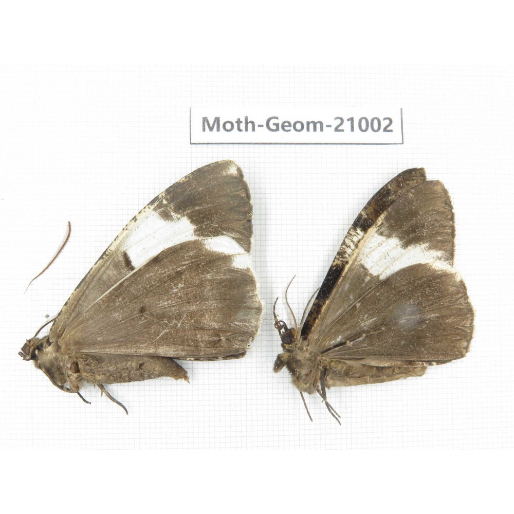 Geometridae sp. China, Sichuan, Ganzi, Mt.Gonggashan. 2Pcs. Moth-Geom-21002.