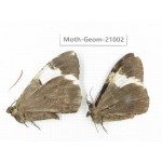 Geometridae sp. China, Sichuan, Ganzi, Mt.Gonggashan. 2Pcs. Moth-Geom-21002.