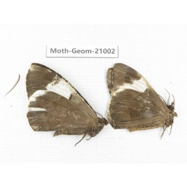 Geometridae sp. China, Sichuan, Ganzi, Mt.Gonggashan. 2Pcs. Moth-Geom-21002.