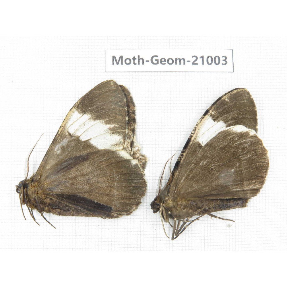 Geometridae sp. China, Sichuan, Ganzi, Mt.Gonggashan. 2Pcs. Moth-Geom-21003.