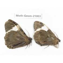 Geometridae sp. China, Sichuan, Ganzi, Mt.Gonggashan. 2Pcs. Moth-Geom-21003.