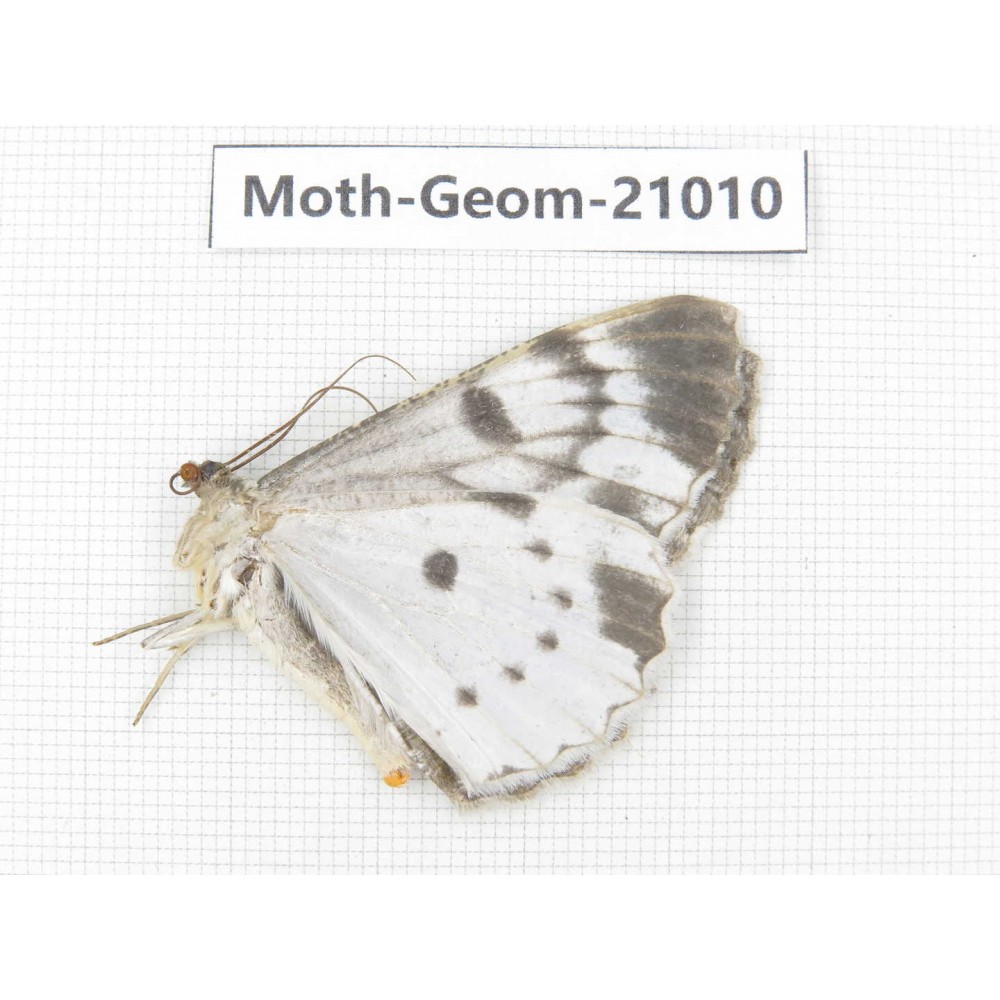 Geometridae sp. China, Sichuan, Ganzi, Mt.Gonggashan. 1Pcs. Moth-Geom-21010.