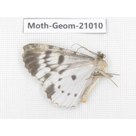 Geometridae sp. China, Sichuan, Ganzi, Mt.Gonggashan. 1Pcs. Moth-Geom-21010.