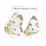 Geometridae sp. China, Sichuan, Ganzi, Mt.Gonggashan. 2Pcs. Moth-Geom-21012.