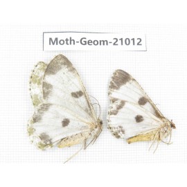 Geometridae sp. China, Sichuan, Ganzi, Mt.Gonggashan. 2Pcs. Moth-Geom-21012.