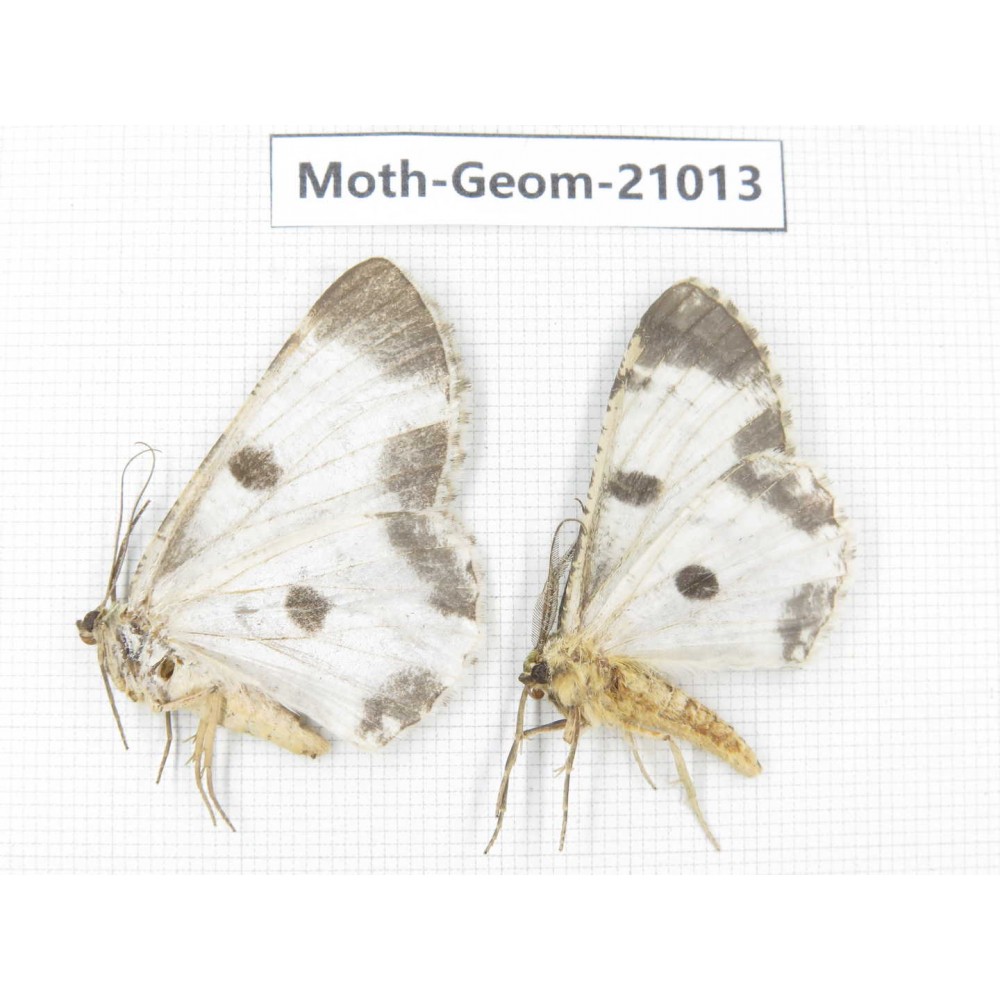 Geometridae sp. China, Sichuan, Ganzi, Mt.Gonggashan. 2Pcs. Moth-Geom-21013.