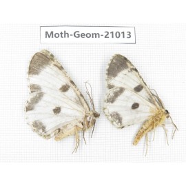 Geometridae sp. China, Sichuan, Ganzi, Mt.Gonggashan. 2Pcs. Moth-Geom-21013.