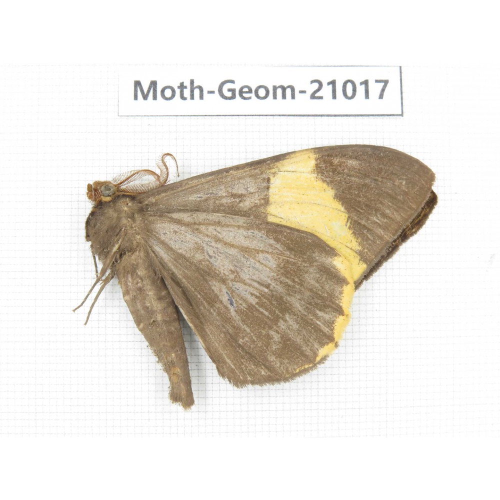 Geometridae sp. China, Sichuan, Ganzi, Mt.Gonggashan. 1Pcs. Moth-Geom-21017.