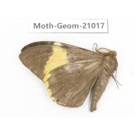 Geometridae sp. China, Sichuan, Ganzi, Mt.Gonggashan. 1Pcs. Moth-Geom-21017.