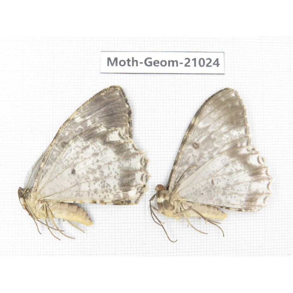 Geometridae sp. China, Sichuan, Ganzi, Mt.Gonggashan. 2Pcs. Moth-Geom-21024.