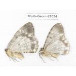 Geometridae sp. China, Sichuan, Ganzi, Mt.Gonggashan. 2Pcs. Moth-Geom-21024.