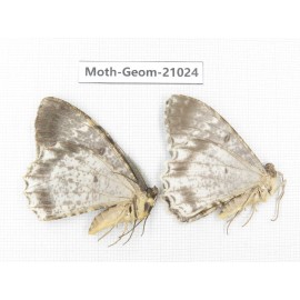 Geometridae sp. China, Sichuan, Ganzi, Mt.Gonggashan. 2Pcs. Moth-Geom-21024.