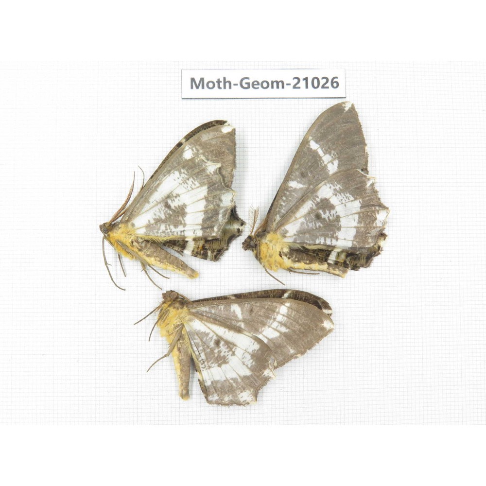 Geometridae sp. China, Sichuan, Ganzi, Mt.Gonggashan. 3Pcs. Moth-Geom-21026.