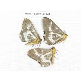 Geometridae sp. China, Sichuan, Ganzi, Mt.Gonggashan. 3Pcs. Moth-Geom-21026.