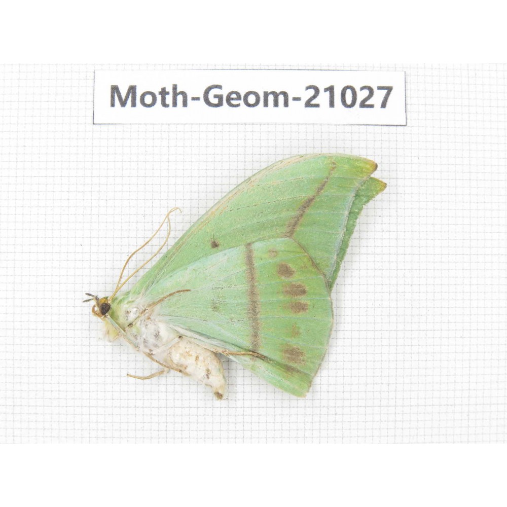 Geometridae sp. China, Sichuan, Ganzi, Mt.Gonggashan. 1Pcs. Moth-Geom-21027.