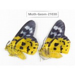 Geometridae sp. China, Sichuan, Ganzi, Mt.Gonggashan. 2Pcs. Moth-Geom-21030.