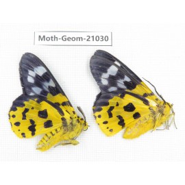 Geometridae sp. China, Sichuan, Ganzi, Mt.Gonggashan. 2Pcs. Moth-Geom-21030.