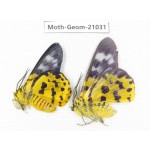 Geometridae sp. China, Sichuan, Ganzi, Mt.Gonggashan. 2Pcs. Moth-Geom-21031.