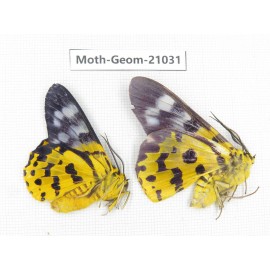 Geometridae sp. China, Sichuan, Ganzi, Mt.Gonggashan. 2Pcs. Moth-Geom-21031.