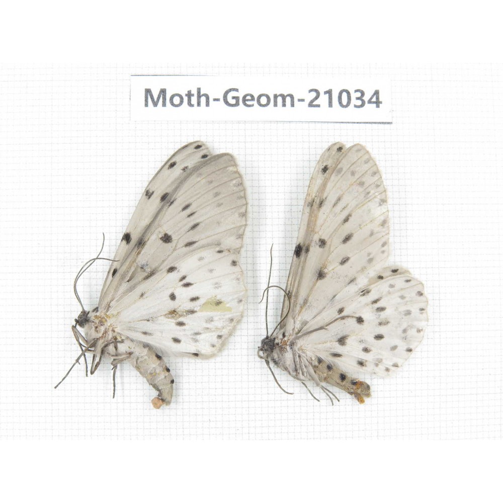 Geometridae sp. China, Sichuan, Ganzi, Mt.Gonggashan. 2Pcs. Moth-Geom-21034.