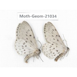 Geometridae sp. China, Sichuan, Ganzi, Mt.Gonggashan. 2Pcs. Moth-Geom-21034.
