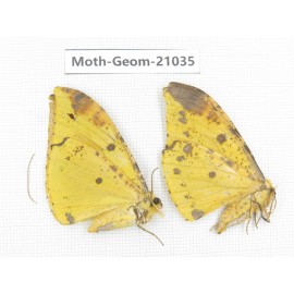 Geometridae sp. China, Sichuan, Ganzi, Mt.Gonggashan. 2Pcs. Moth-Geom-21035.
