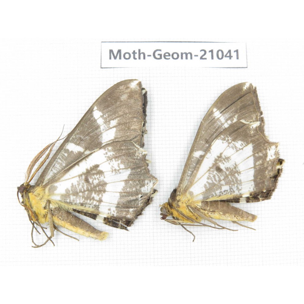 Geometridae sp. China, Sichuan, Ganzi, Mt.Gonggashan. 2Pcs. Moth-Geom-21041.
