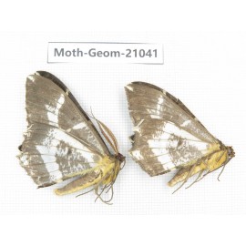 Geometridae sp. China, Sichuan, Ganzi, Mt.Gonggashan. 2Pcs. Moth-Geom-21041.