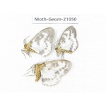 Geometridae sp. China, Sichuan, Ganzi, Mt.Gonggashan. 3Pcs. Moth-Geom-21050.