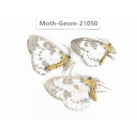 Geometridae sp. China, Sichuan, Ganzi, Mt.Gonggashan. 3Pcs. Moth-Geom-21050.