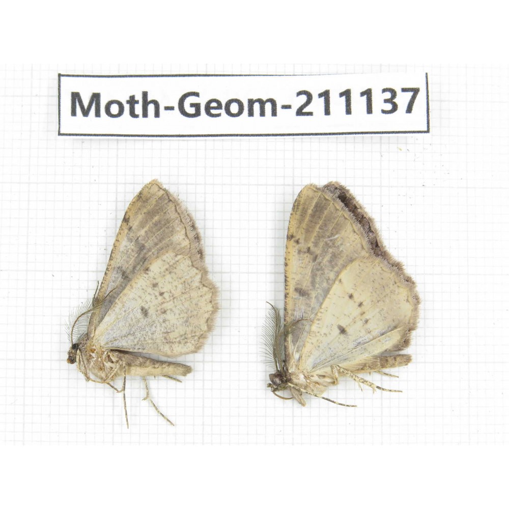 Geometridae sp. China, Tibet, Linzhi, Bomi county. 2Pcs. Moth-Geom-211137.