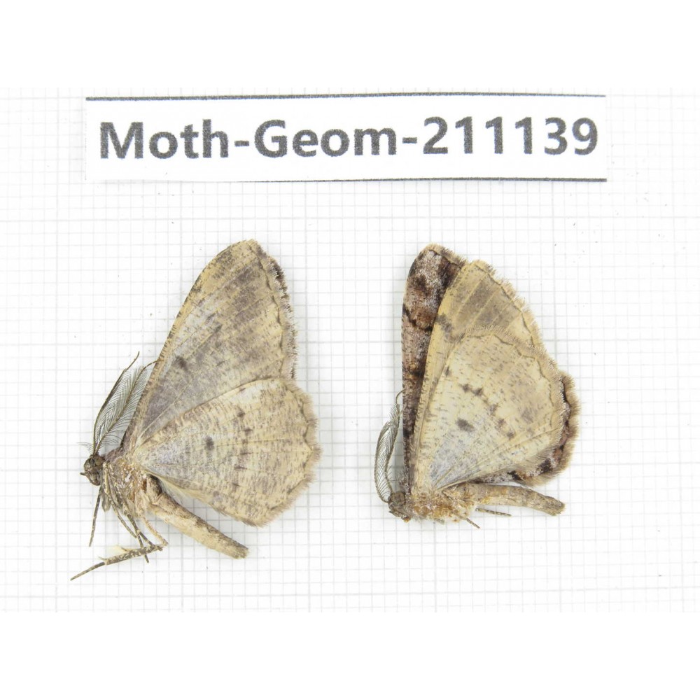 Geometridae sp. China, Tibet, Linzhi, Bomi county. 2Pcs. Moth-Geom-211139.