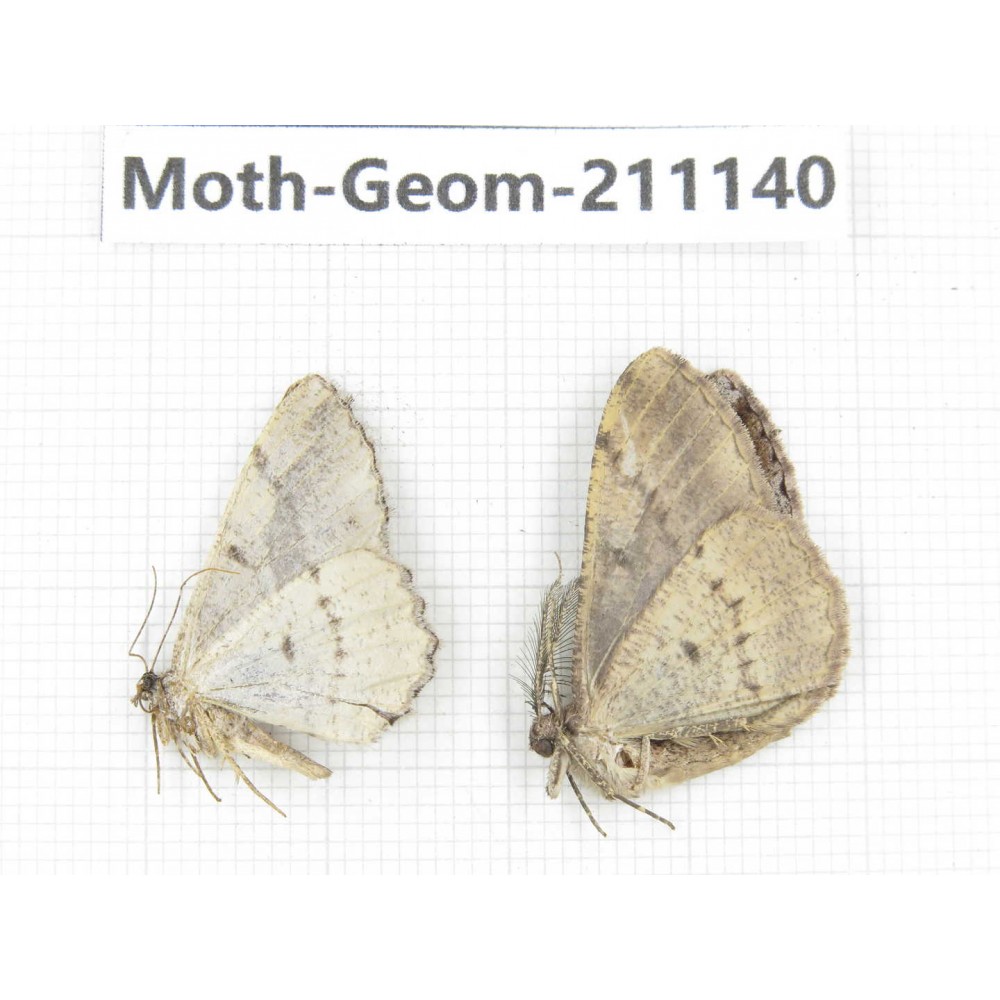 Geometridae sp. China, Tibet, Linzhi, Bomi county. 2Pcs. Moth-Geom-211140.