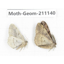 Geometridae sp. China, Tibet, Linzhi, Bomi county. 2Pcs. Moth-Geom-211140.