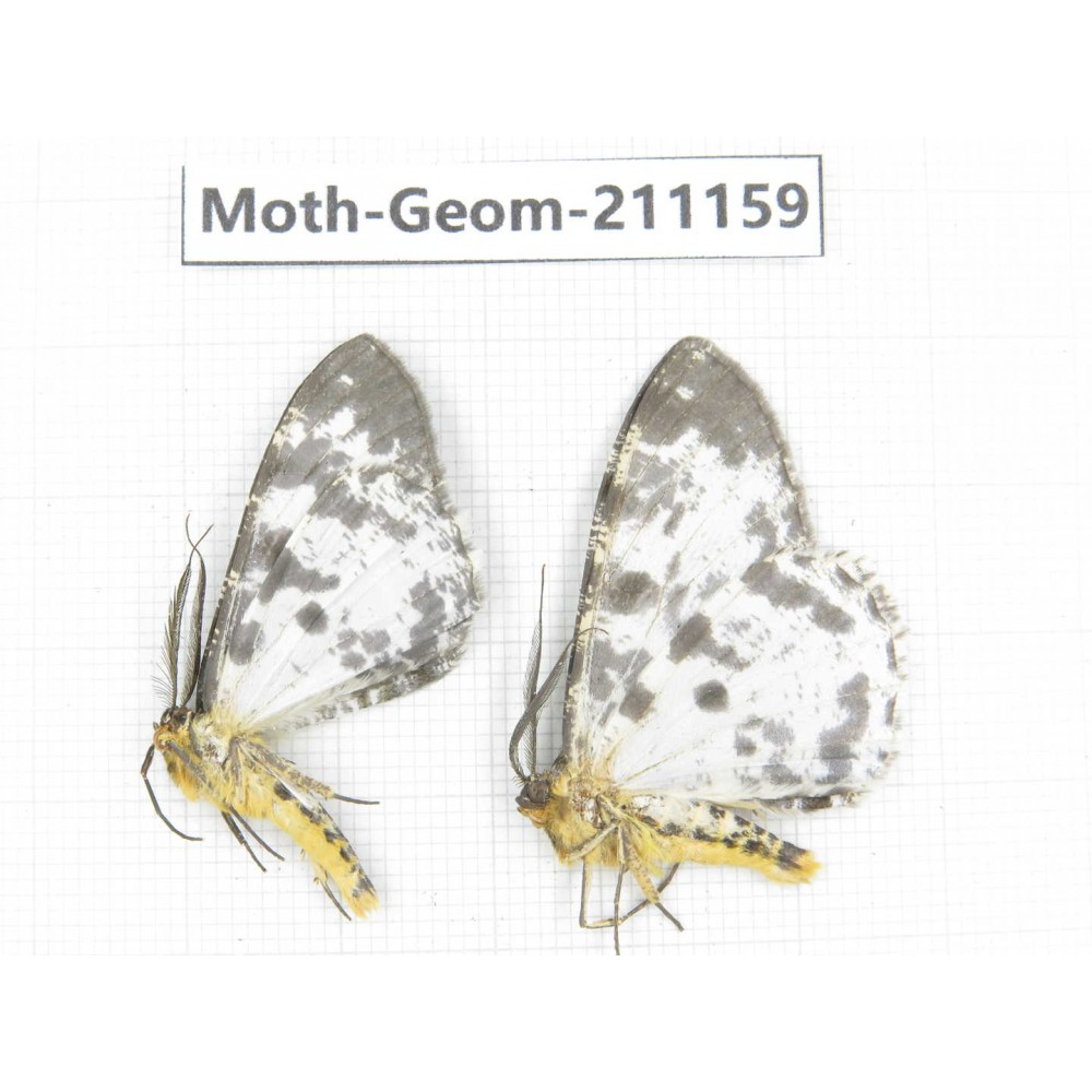 Geometridae sp. China, Tibet, Linzhi, Bomi county. 2Pcs. Moth-Geom-211159.