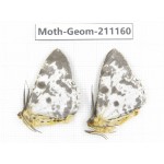 Geometridae sp. China, Tibet, Linzhi, Bomi county. 2Pcs. Moth-Geom-211160.