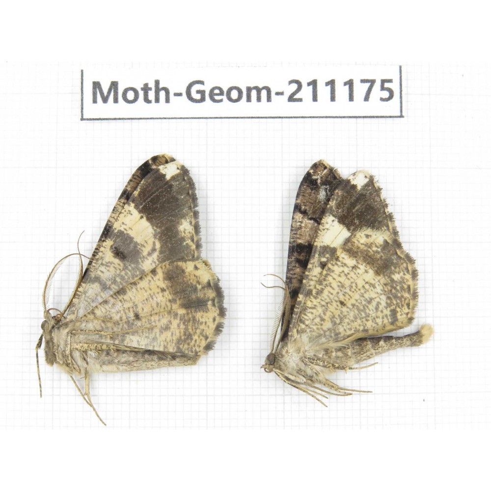 Geometridae sp. China, Tibet, Linzhi, Bomi county. 2Pcs. Moth-Geom-211175.