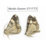 Geometridae sp. China, Tibet, Linzhi, Bomi county. 2Pcs. Moth-Geom-211175.