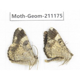 Geometridae sp. China, Tibet, Linzhi, Bomi county. 2Pcs. Moth-Geom-211175.