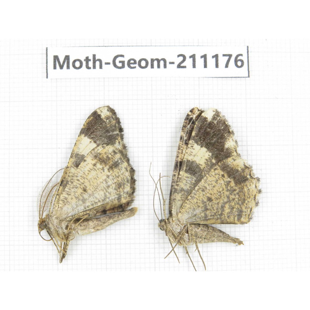 Geometridae sp. China, Tibet, Linzhi, Bomi county. 2Pcs. Moth-Geom-211176.