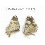 Geometridae sp. China, Tibet, Linzhi, Bomi county. 2Pcs. Moth-Geom-211176.