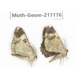 Geometridae sp. China, Tibet, Linzhi, Bomi county. 2Pcs. Moth-Geom-211176.