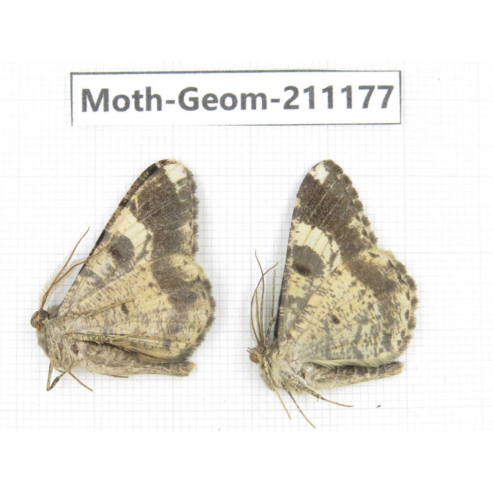 Geometridae sp. China, Tibet, Linzhi, Bomi county. 2Pcs. Moth-Geom-211177.